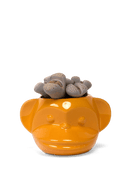 Funky Monkey Planter - Chive US Wholesale