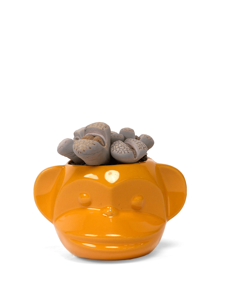 Funky Monkey Planter - Chive US Wholesale