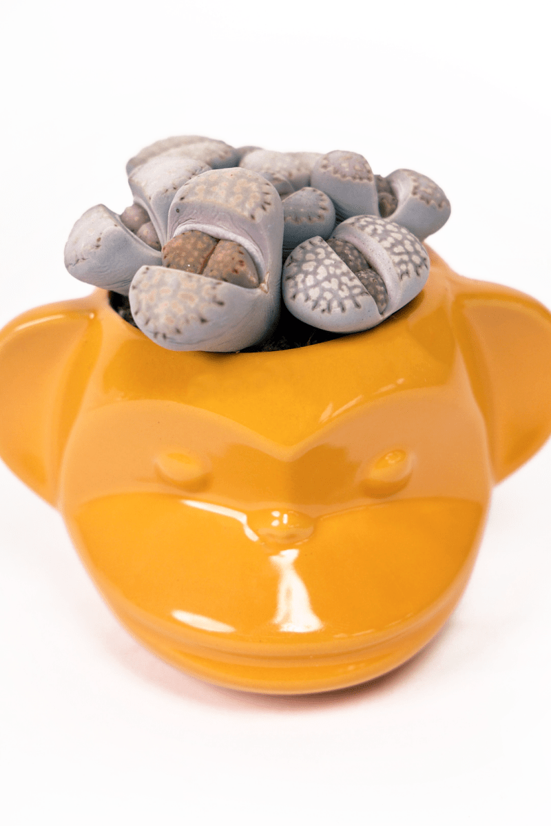 Funky Monkey Planter - Chive US Wholesale