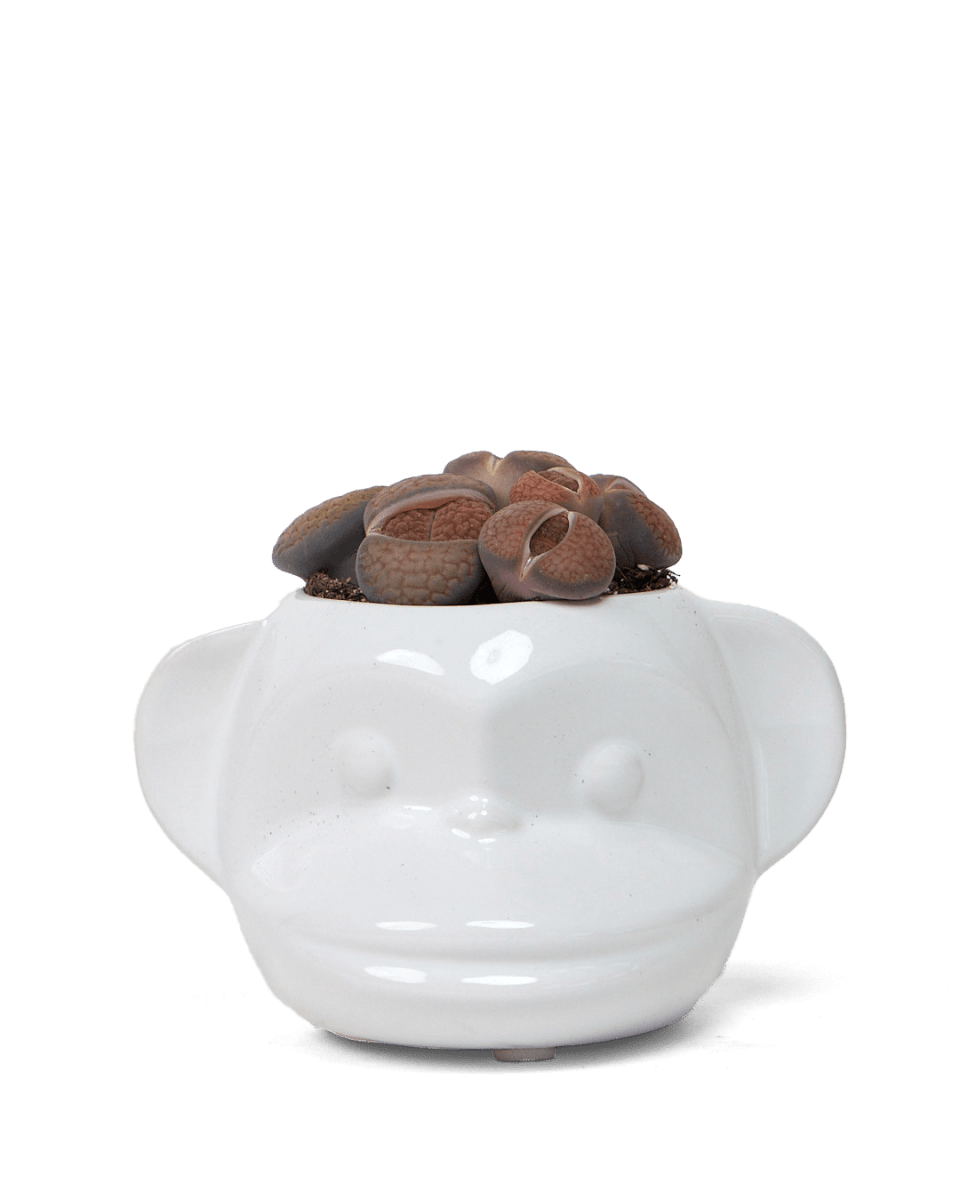 Funky Monkey Ceramic Succulent Pot Kit - Chive US Wholesale