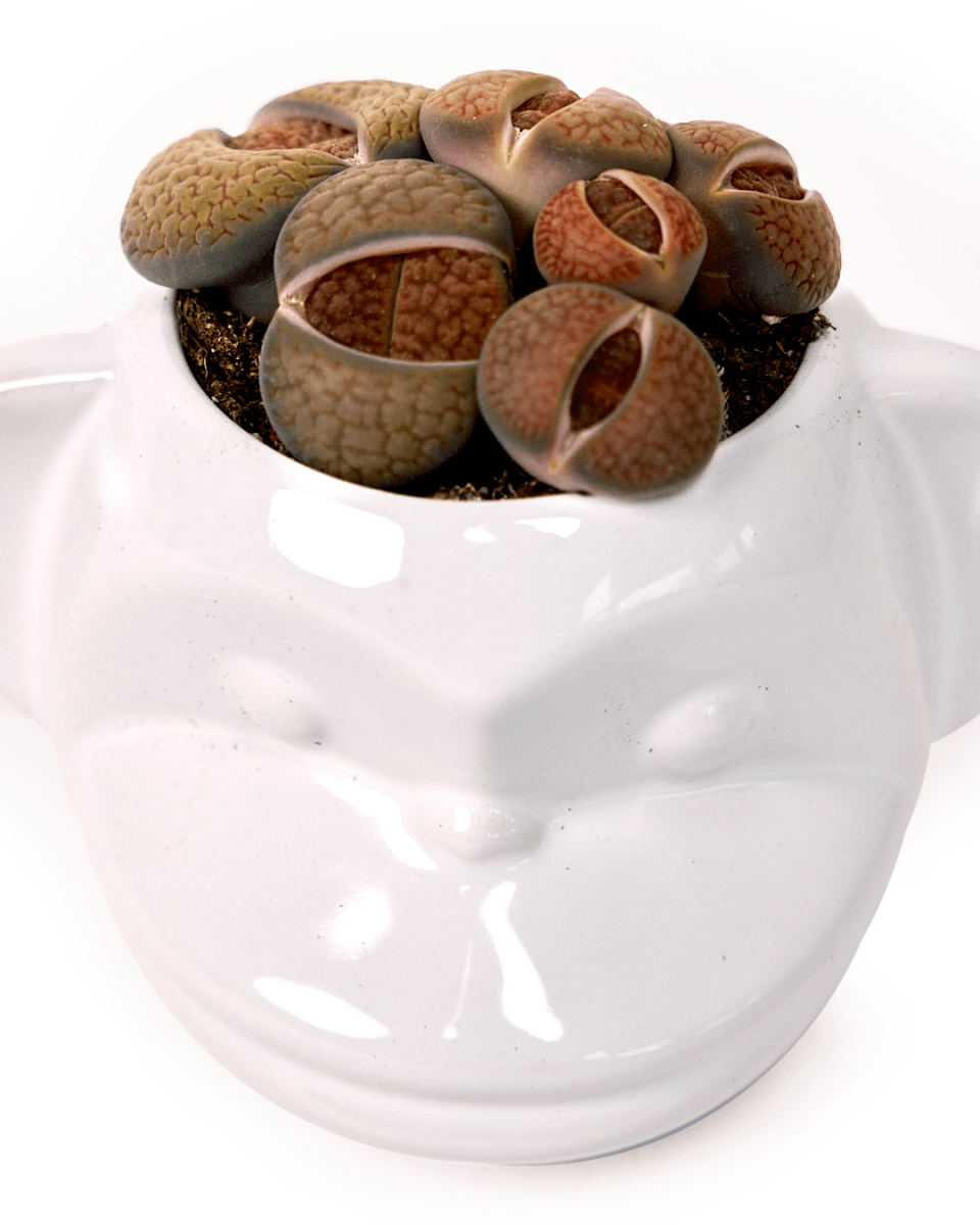 Funky Monkey Planter - Chive US Wholesale
