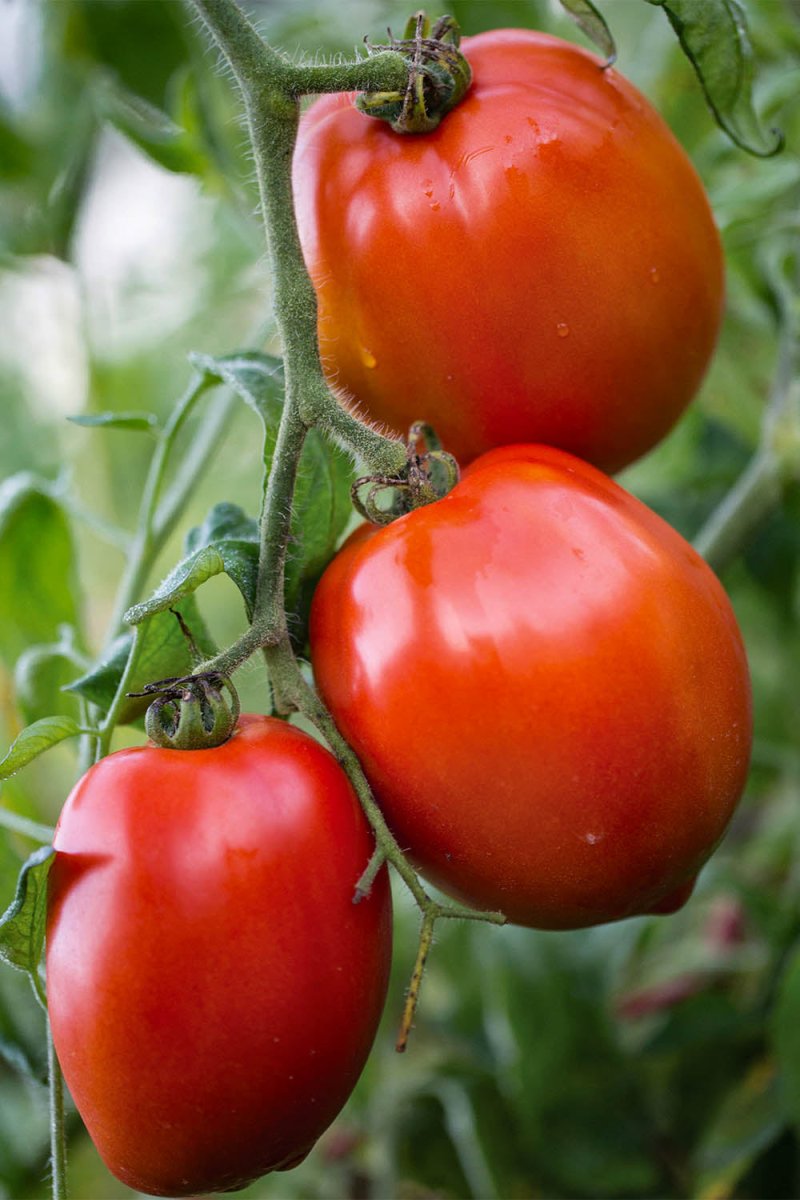 Fat Mama Tomato Vegetable Seeds Packet - Chive US Wholesale