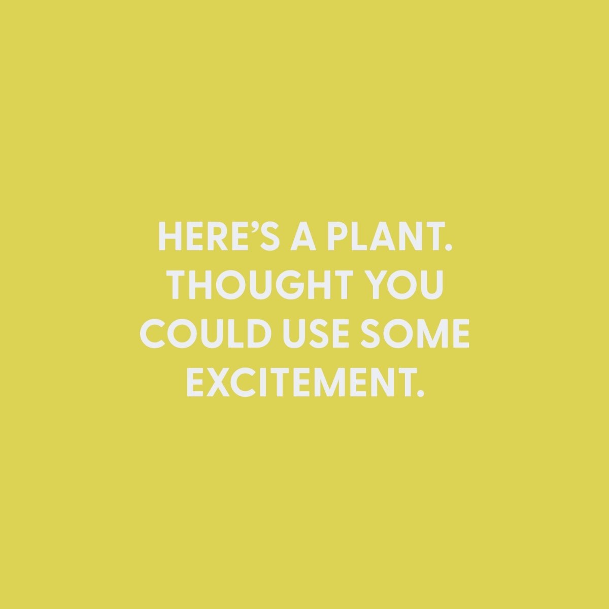 Here?€?s a plant. Thought you could use some excitement. - Greeting Card - Chive US Wholesale