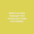 Here’s a plant. Thought you could use some excitement. - Greeting Card - Chive US Wholesale