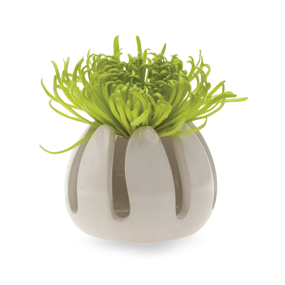 Gideon Ceramic Air Plant Container - Chive US Wholesale