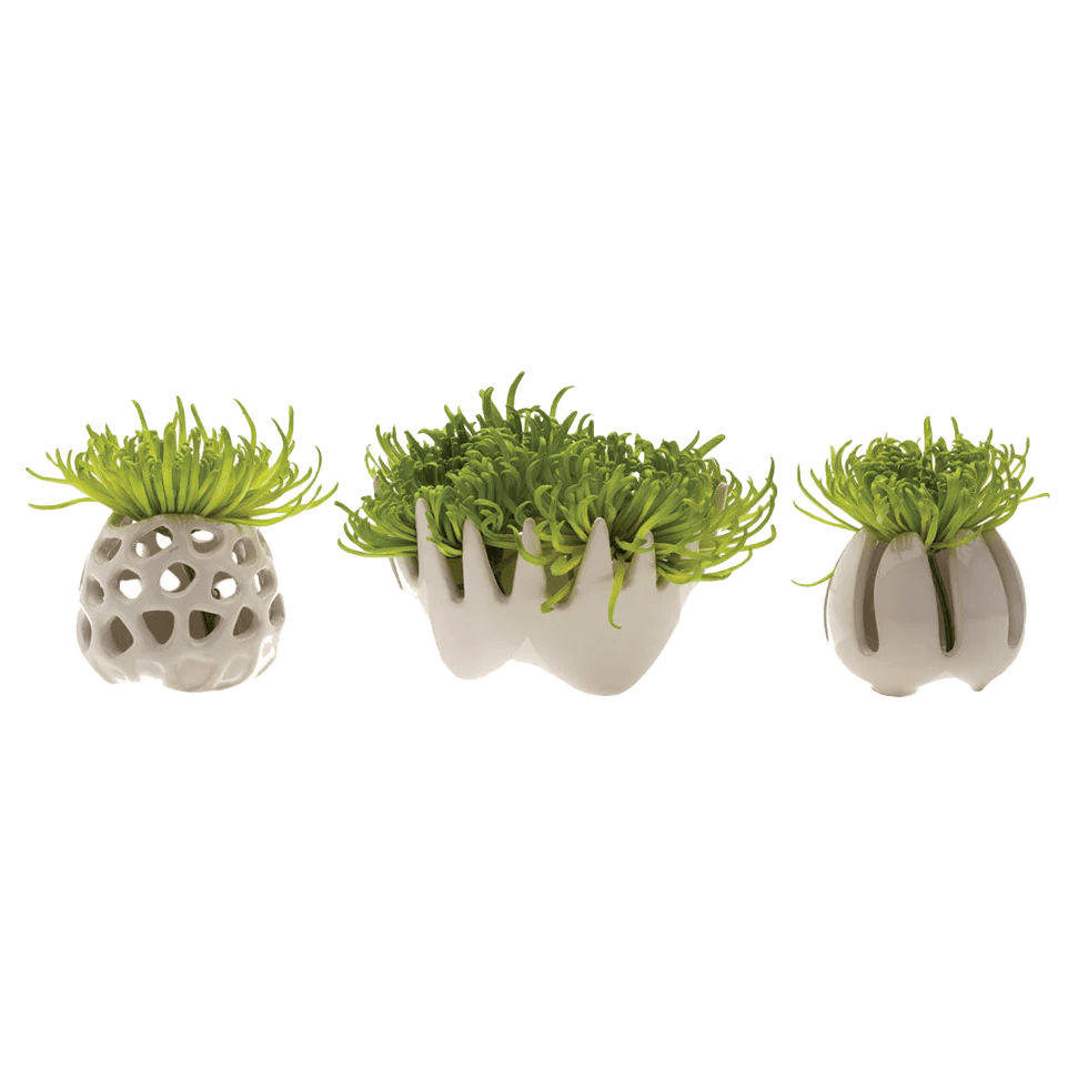 Gideon Ceramic Air Plant Container - Chive US Wholesale