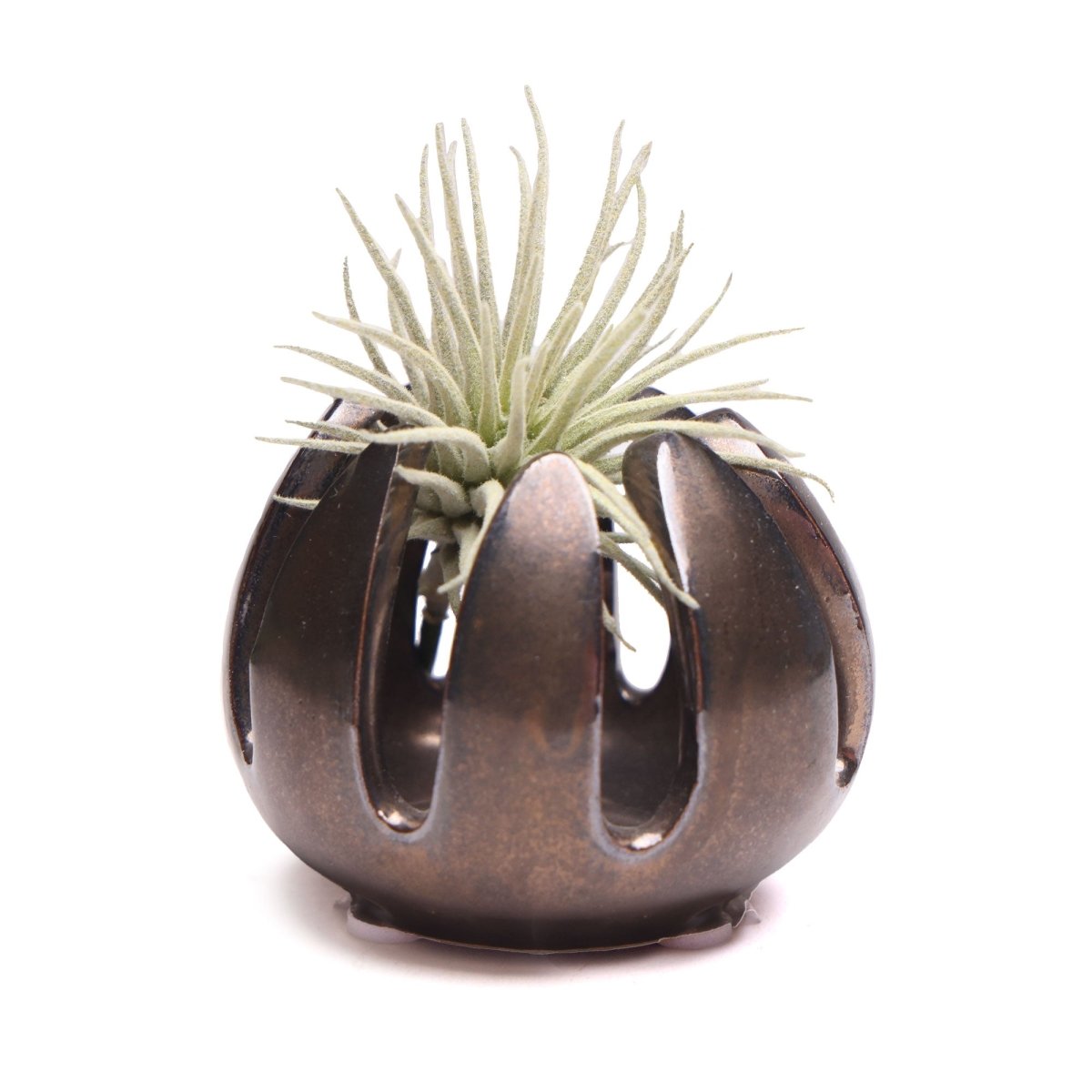 Gideon Ceramic Air Plant Container - Chive US Wholesale