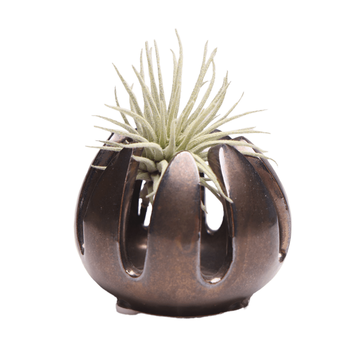 Gideon Ceramic Air Plant Container - Chive US Wholesale
