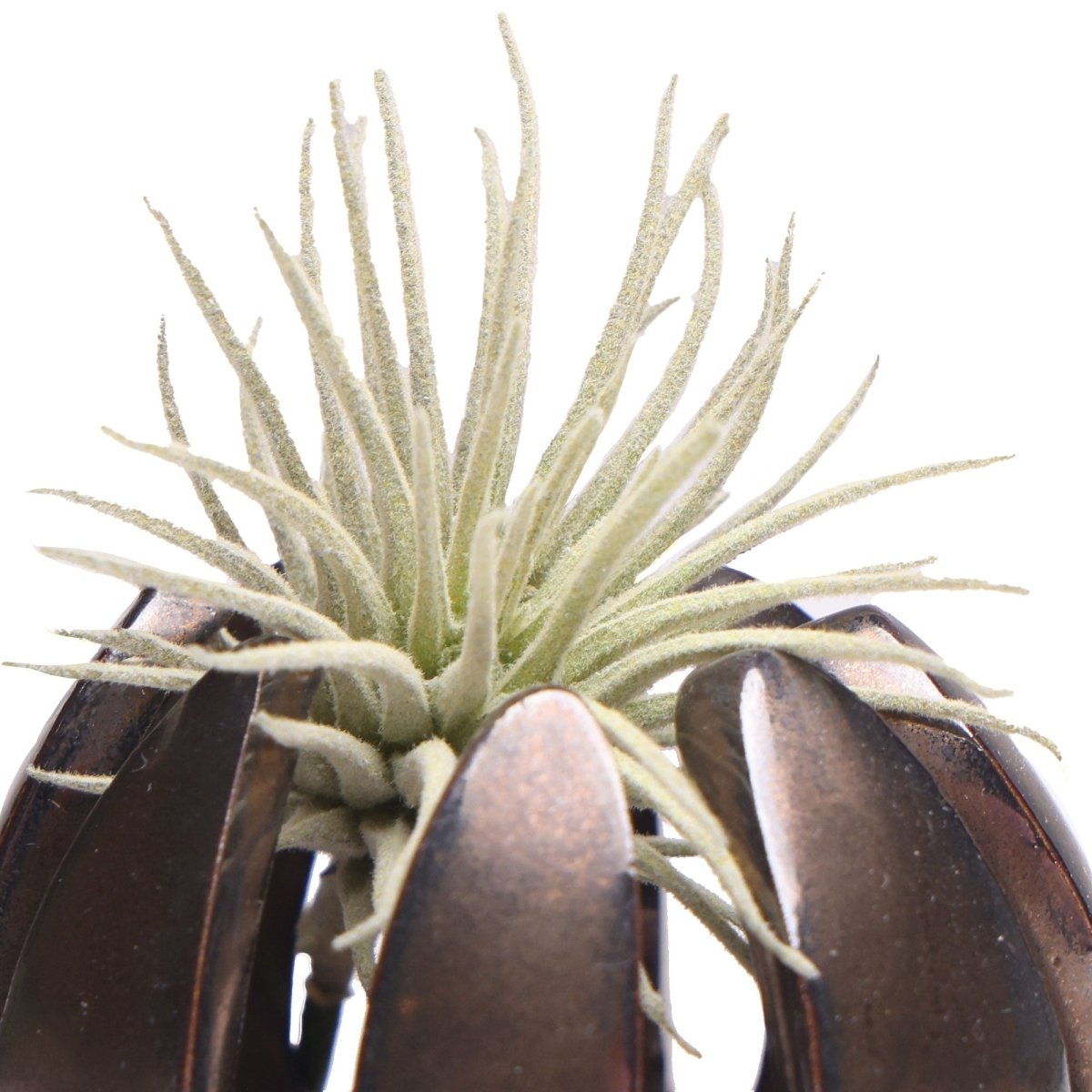 Gideon Ceramic Air Plant Container - Chive US Wholesale