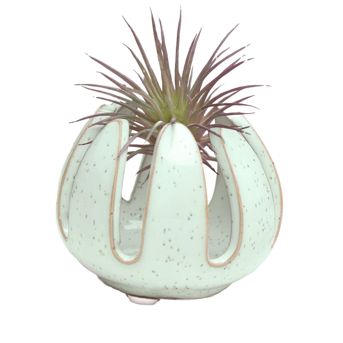 Gideon Ceramic Air Plant Container - Chive US Wholesale