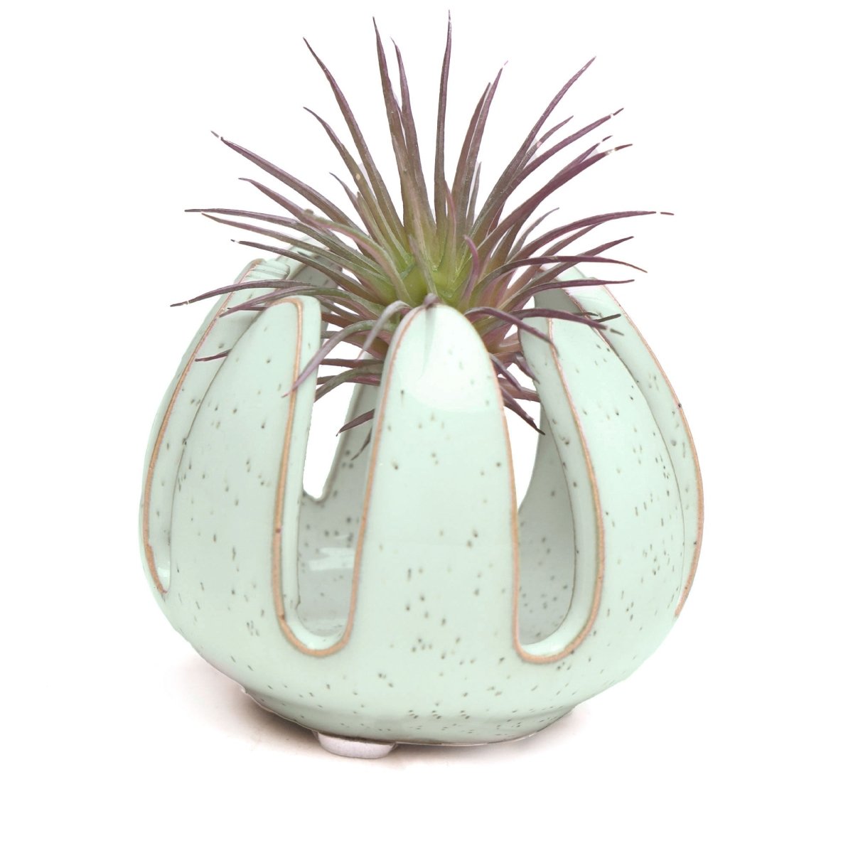 Gideon Ceramic Air Plant Container - Chive US Wholesale