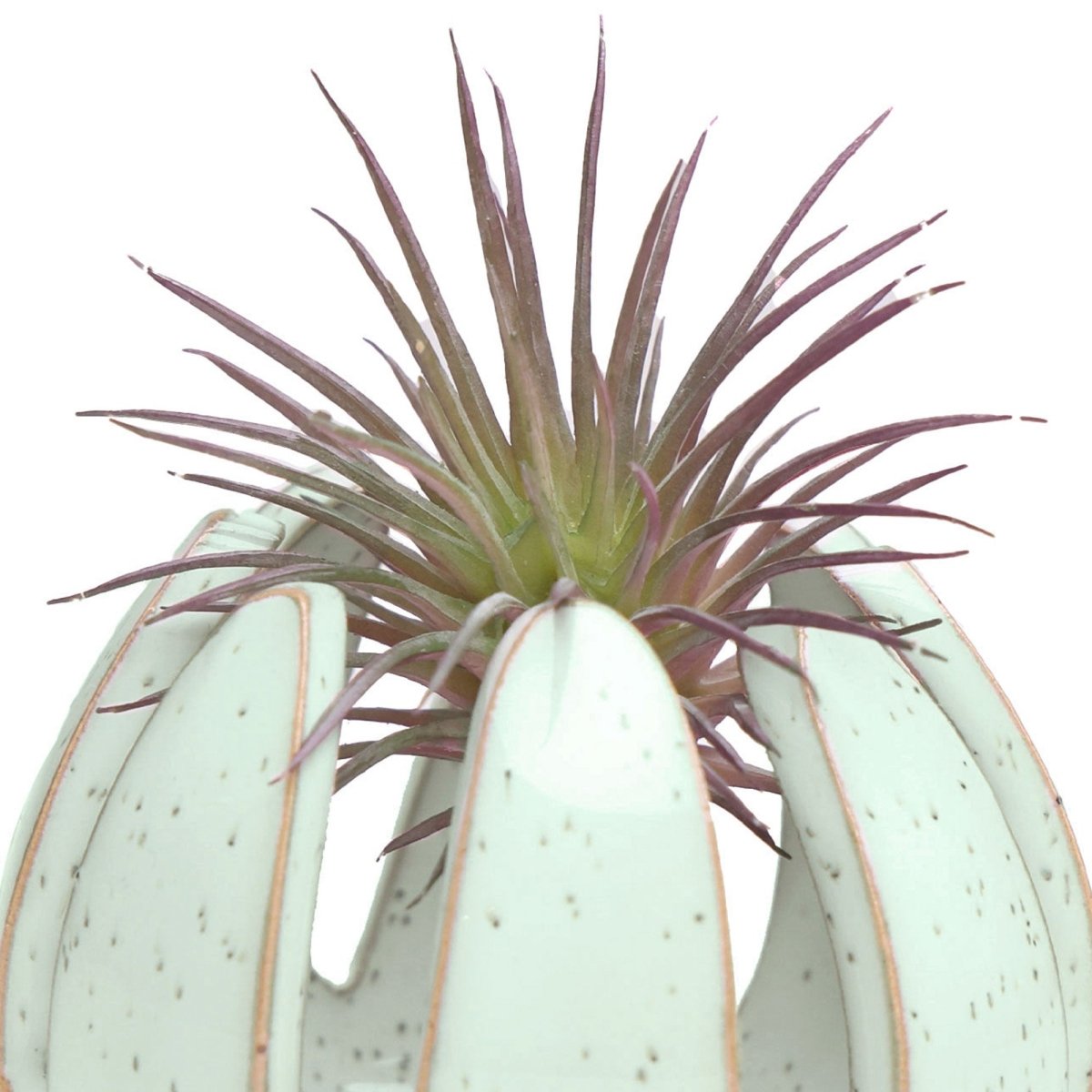 Gideon Ceramic Air Plant Container - Chive US Wholesale