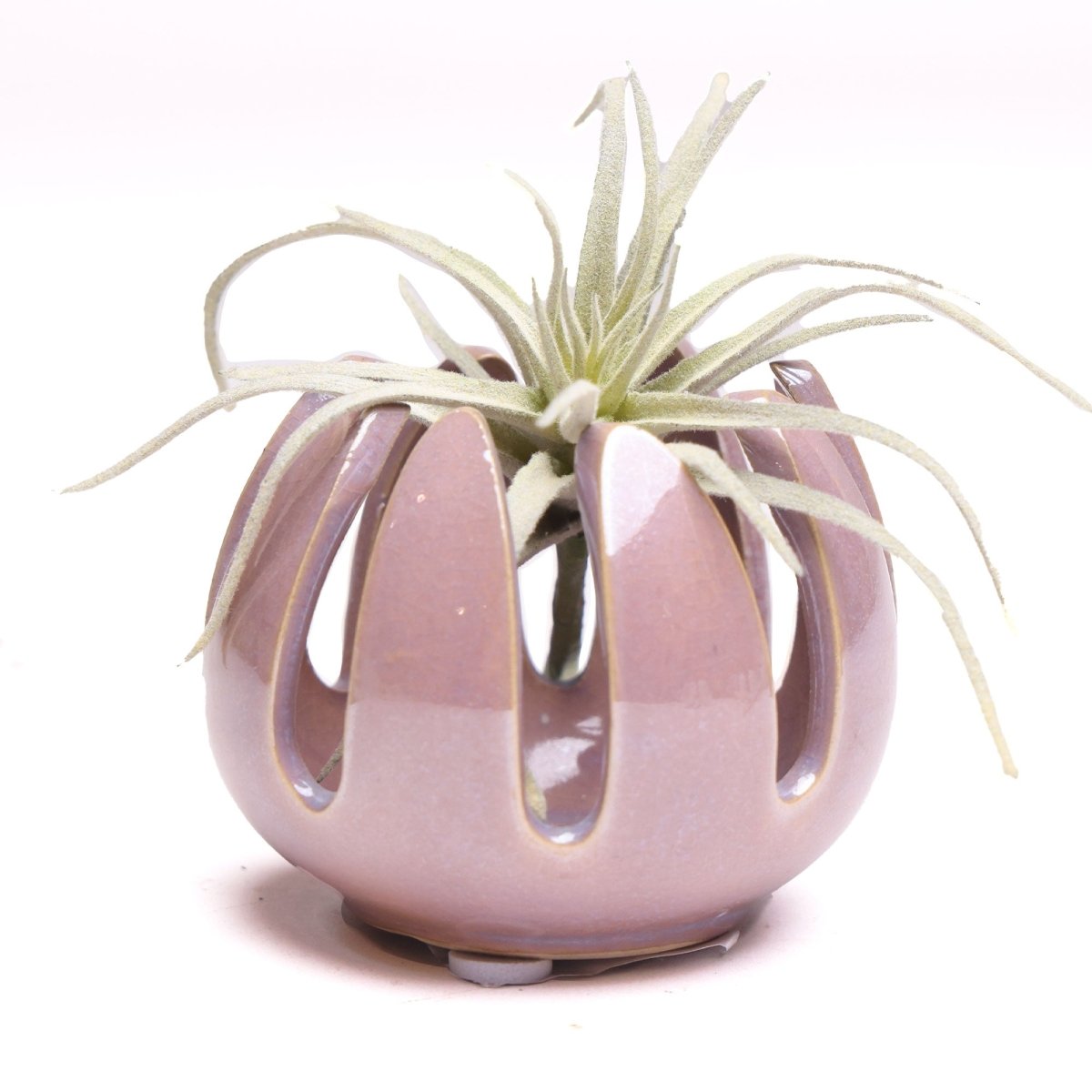 Gideon Ceramic Air Plant Container - Chive US Wholesale