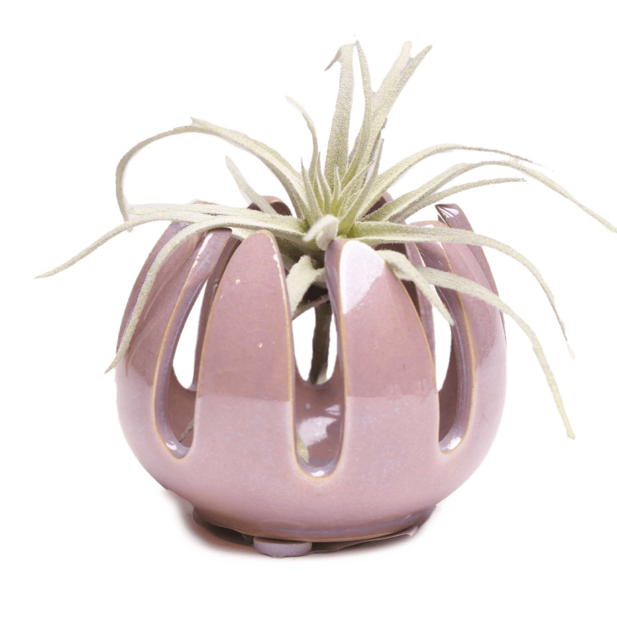 Gideon Ceramic Air Plant Container - Chive US Wholesale