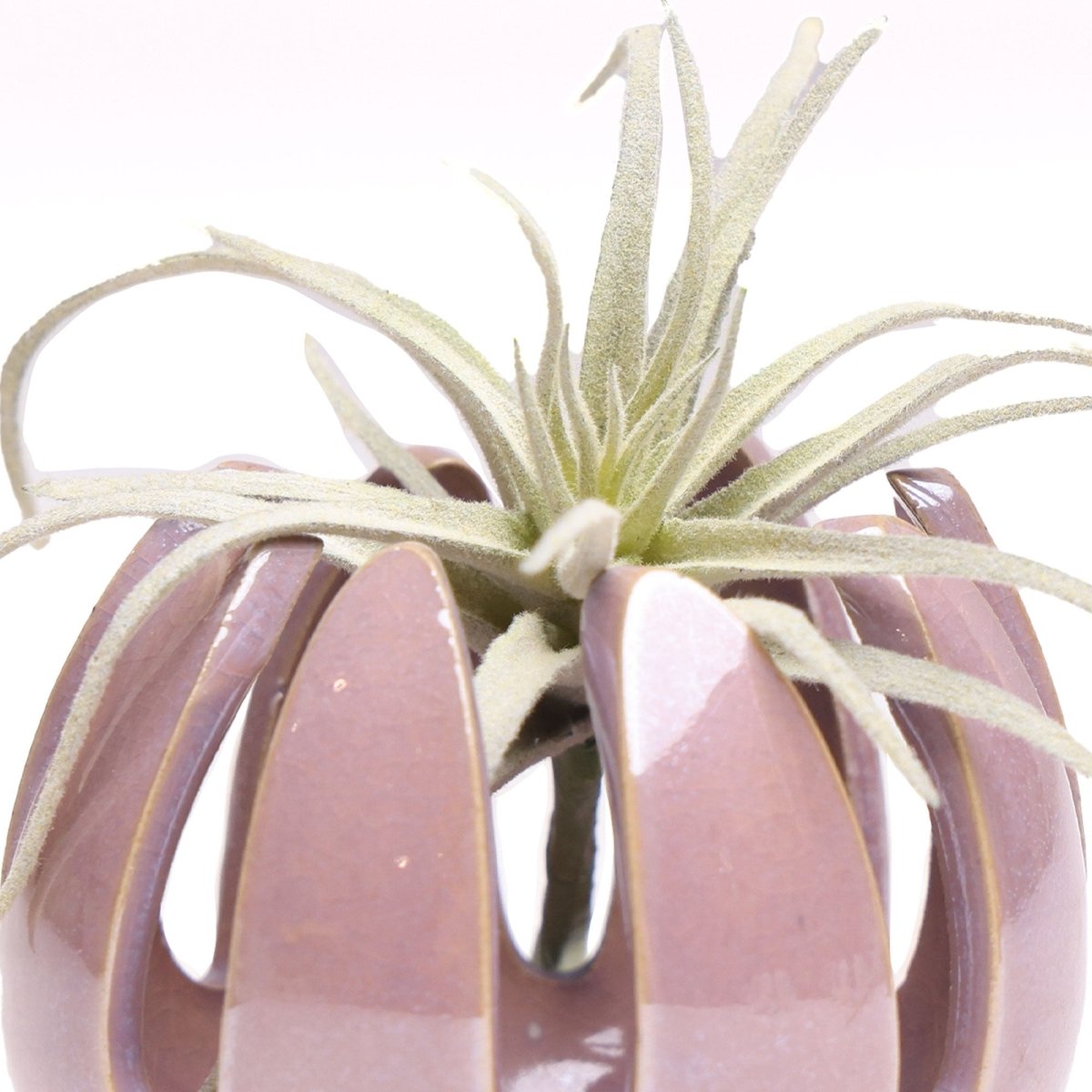 Gideon Ceramic Air Plant Container - Chive US Wholesale