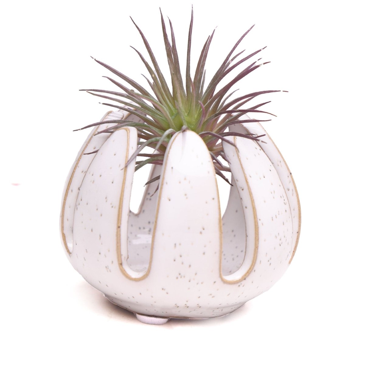 Gideon Ceramic Air Plant Container - Chive US Wholesale