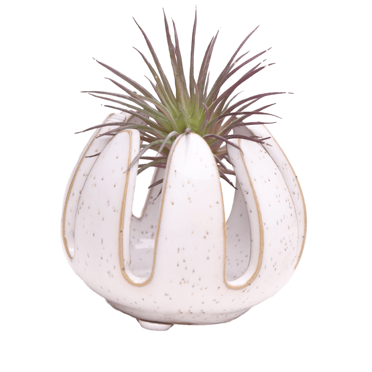 Gideon Ceramic Air Plant Container - Chive US Wholesale