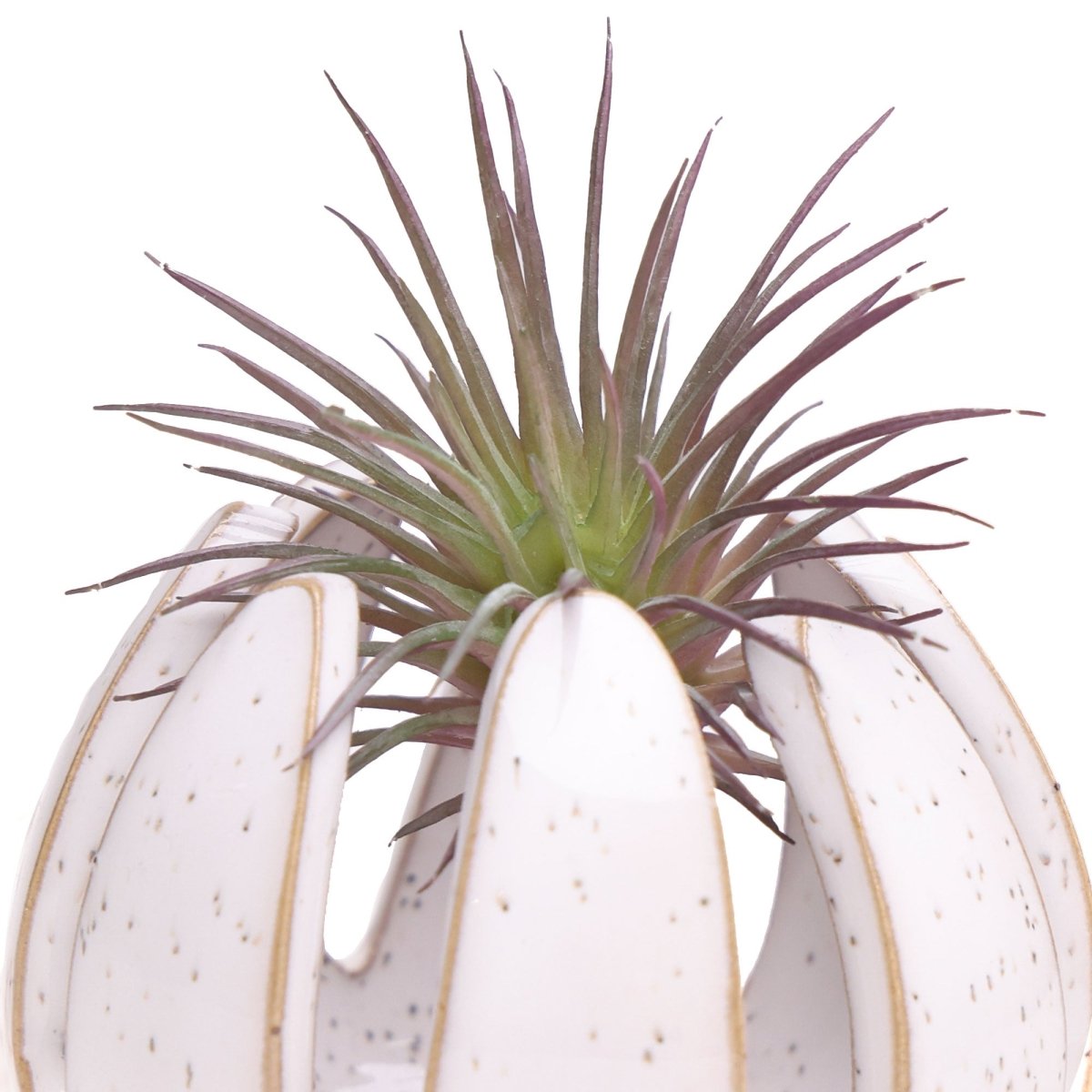 Gideon Ceramic Air Plant Container - Chive US Wholesale