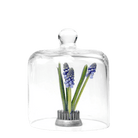 Gip Glass Cloche - Chive US Wholesale