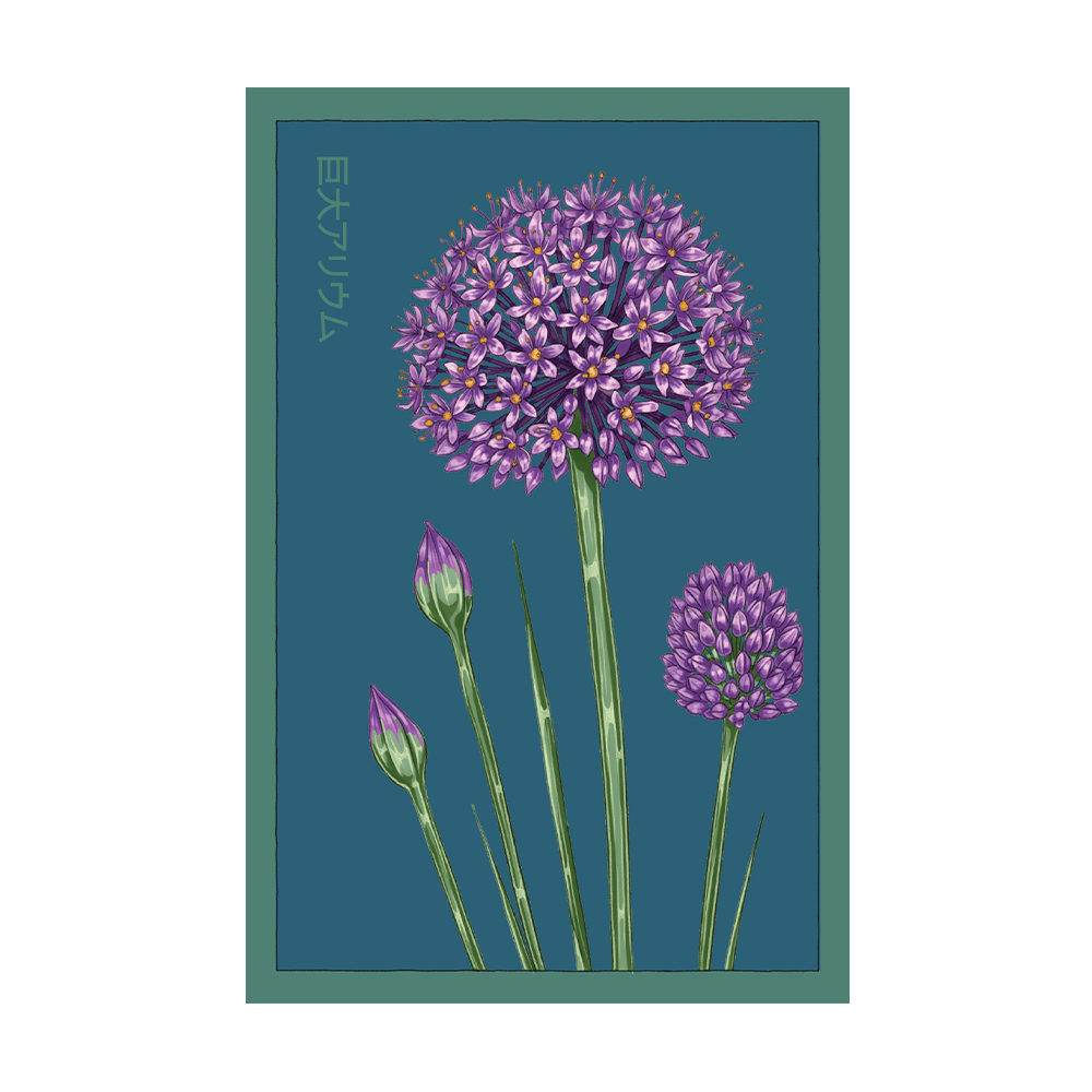 Giant Allium Hollandicum Flower Seeds Packet - Chive US Wholesale