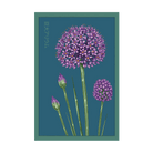 Giant Allium Hollandicum Flower Seeds Packet - Chive US Wholesale