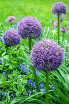 Giant Allium Hollandicum Flower Seeds Packet - Chive US Wholesale