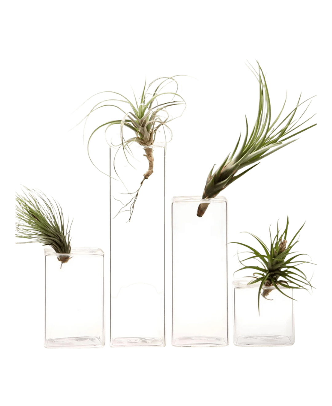 Cube Glass Modern Clear Flower Vase - Chive Ceramics Studio - Vases - Chive US Wholesale