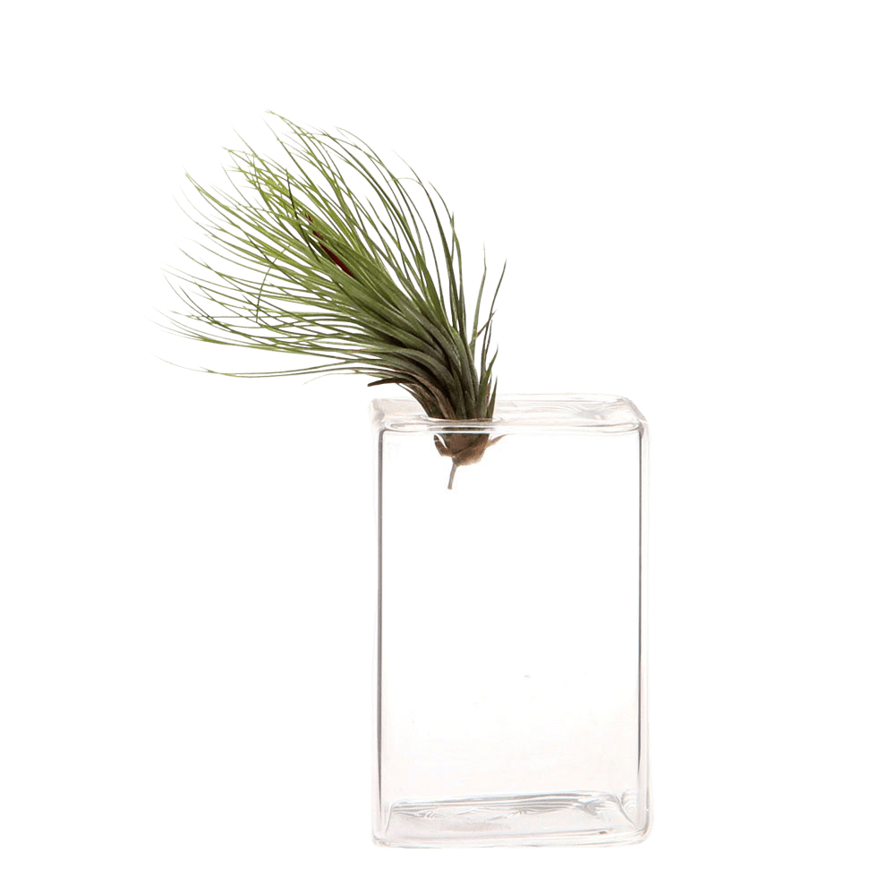 Cube Glass Modern Clear Flower Vase - Chive US Wholesale