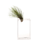 Cube Glass Modern Clear Flower Vase - Chive US Wholesale