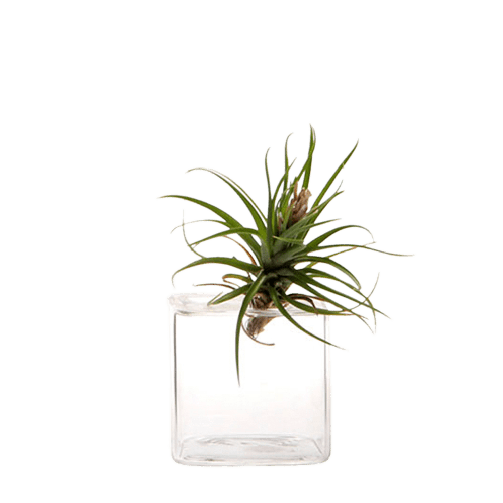 Cube Glass Modern Clear Flower Vase - Chive US Wholesale