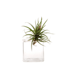 Cube Glass Modern Clear Flower Vase - Chive US Wholesale