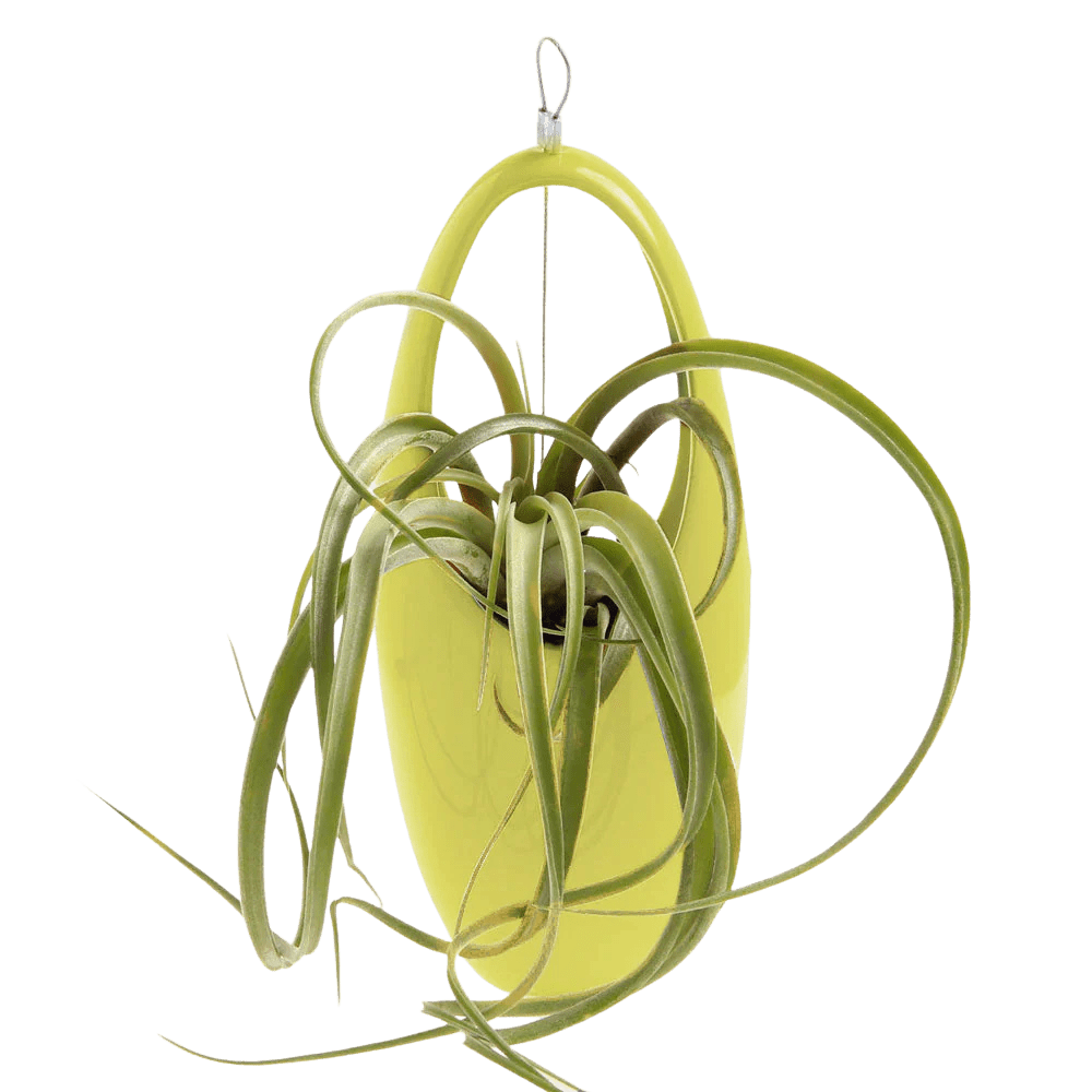 Hanging Aerium Ceramic For Succulents & Ikebana - Chive US Wholesale