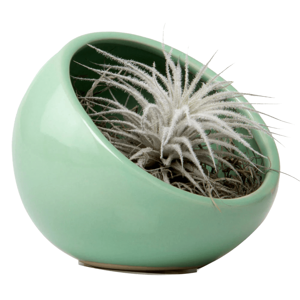 Half Moon Ceramic Terrarium Bowl - Chive US Wholesale