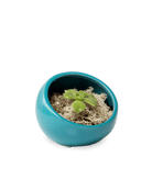 Half Moon Ceramic Terrarium Bowl Kit - Chive US Wholesale