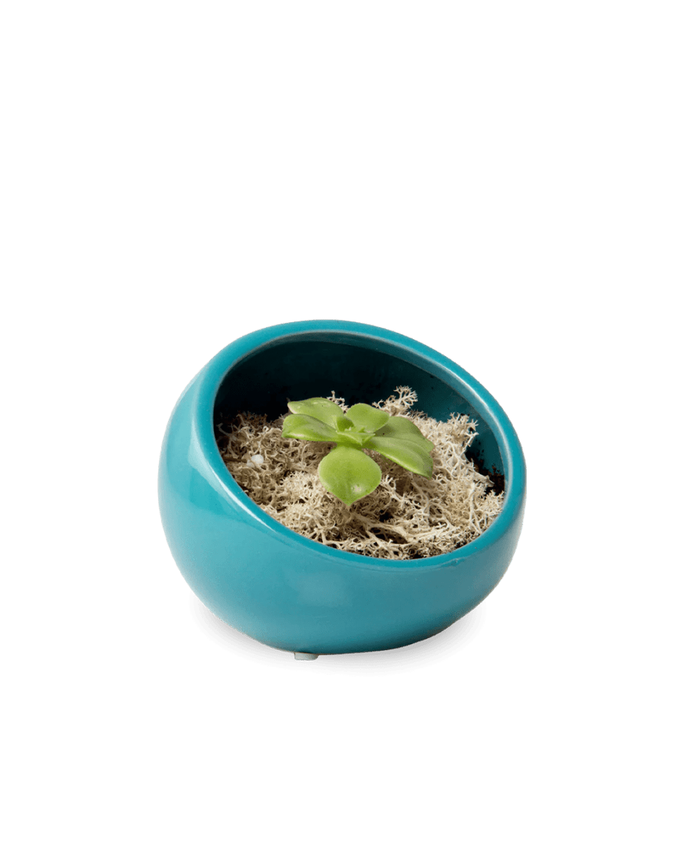 Half Moon Ceramic Terrarium Bowl Kit - Chive US Wholesale