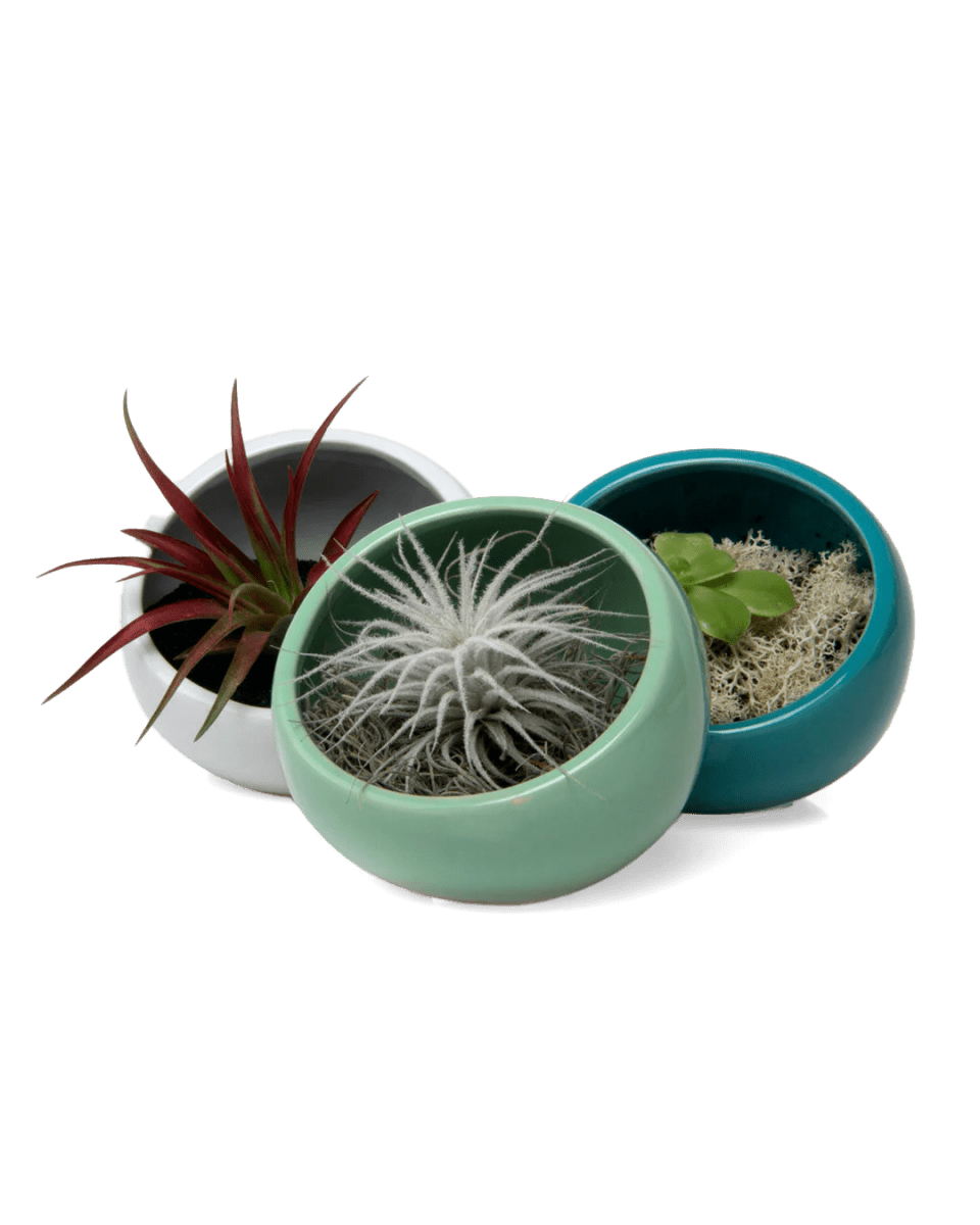 Half Moon Ceramic Terrarium Bowl Kit - Chive US Wholesale