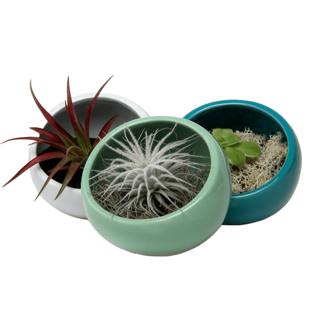 Half Moon Ceramic Terrarium Bowl - Chive US Wholesale