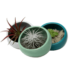 Half Moon Ceramic Terrarium Bowl - Chive US Wholesale