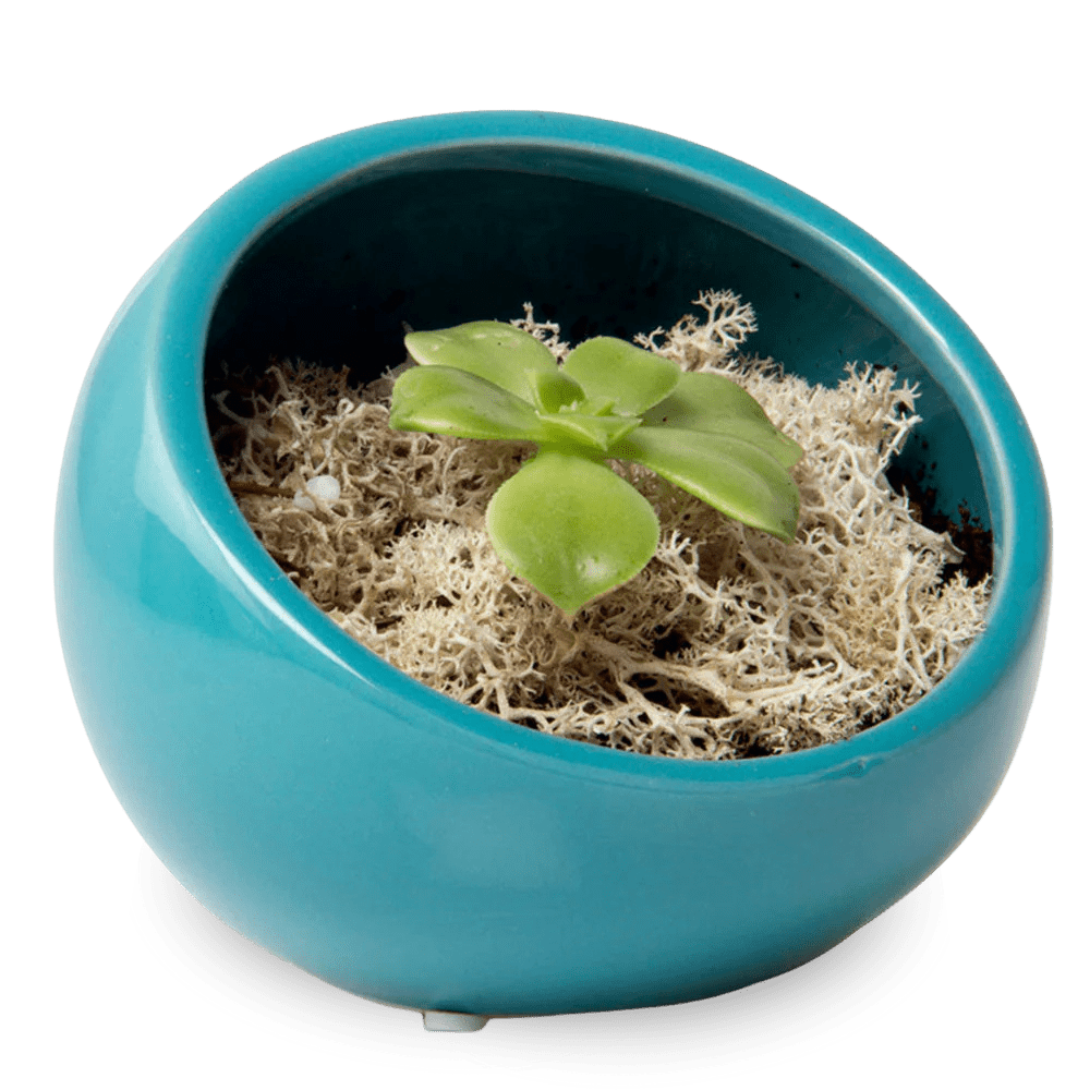 Half Moon Ceramic Terrarium Bowl - Chive US Wholesale