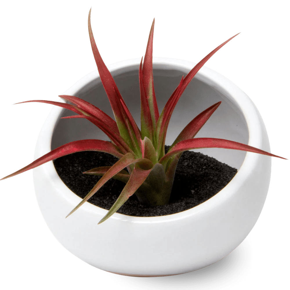 Half Moon Ceramic Terrarium Bowl - Chive US Wholesale