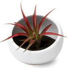 Half Moon Ceramic Terrarium Bowl - Chive US Wholesale