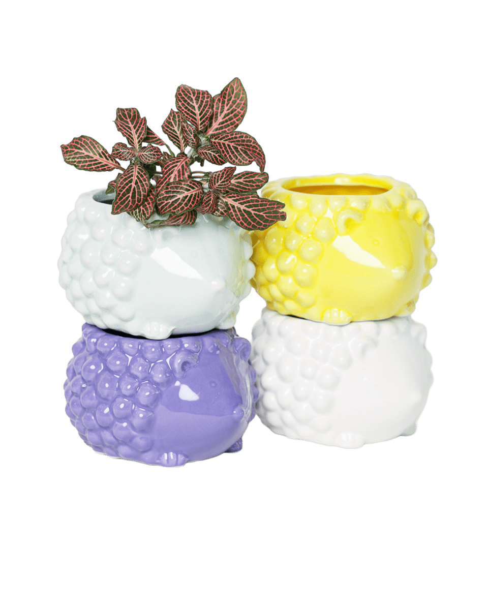 Ace Kit - Animal Pot Assortment - Chive US Wholesale