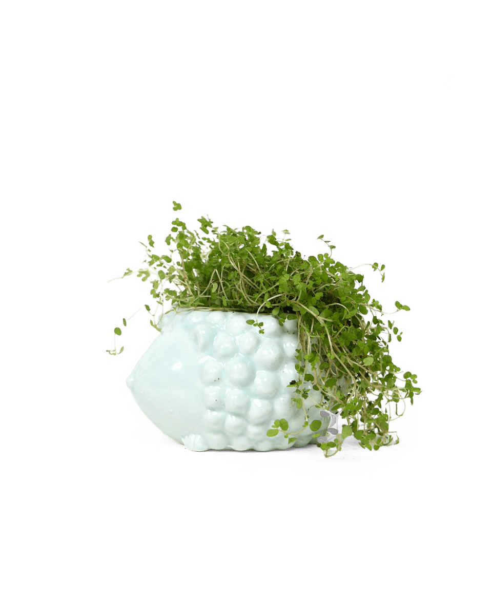 Hedgehog Ceramic Indoor Plant Pot Kit - Chive US Wholesale