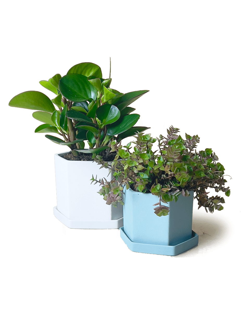 Hexi Porcelain Pot With Drainage Hole Kits - Chive US Wholesale