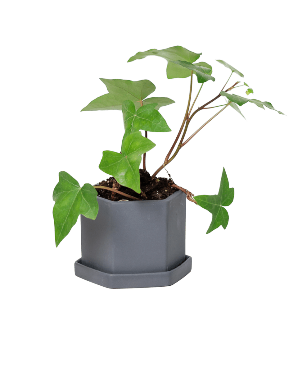 Hexi Porcelain Pot With Drainage Hole - Chive US Wholesale