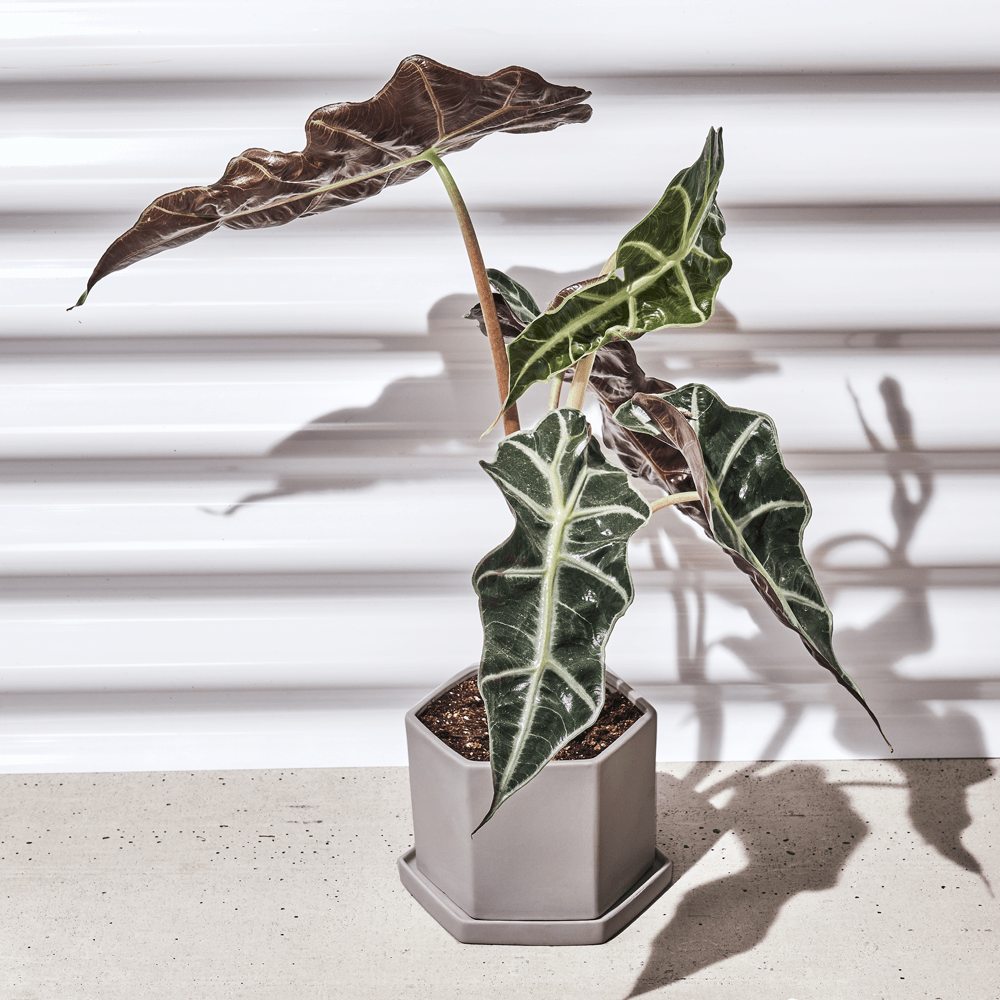 Hexi Porcelain Pot With Drainage Hole - Chive US Wholesale