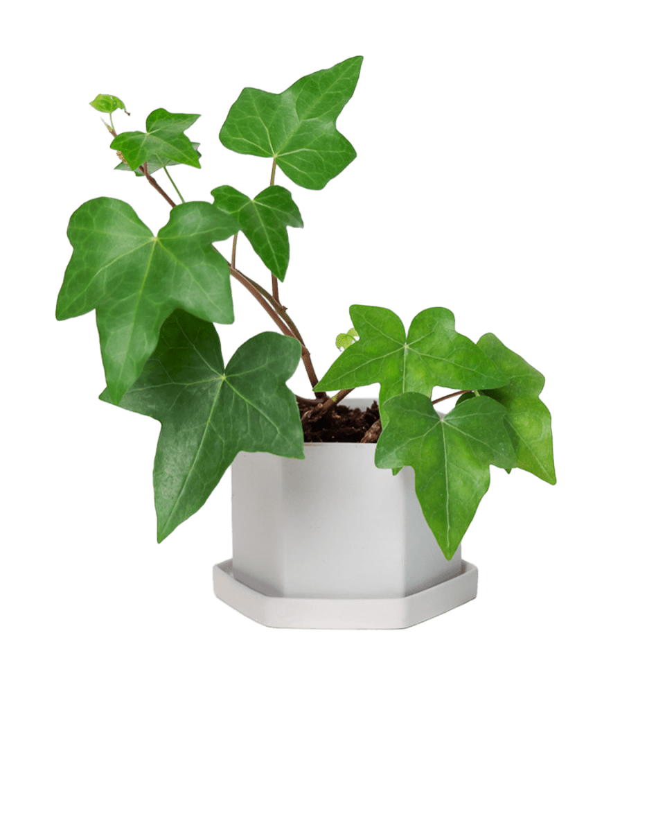 Hexi Porcelain Pot With Drainage Hole - Chive US Wholesale