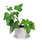 Hexi Porcelain Pot With Drainage Hole - Chive US Wholesale