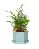 Hexi Porcelain Pot With Drainage Hole - Chive US Wholesale