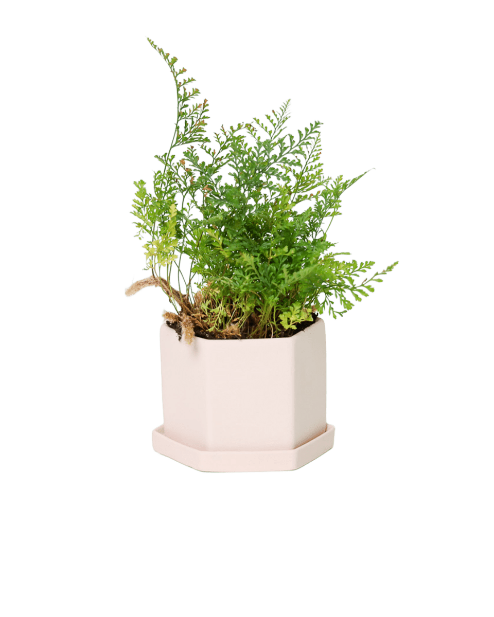 Hexi Porcelain Pot With Drainage Hole - Chive US Wholesale